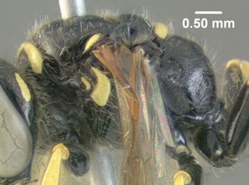 Media type: image;   Entomology 603062 Aspect: thorax lateral